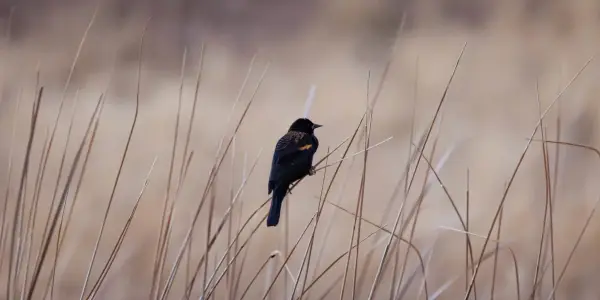 The prominent red winged blackbirds that pearch themselves on the strands of grass surrounding Wonderland lake, Boulder CO.