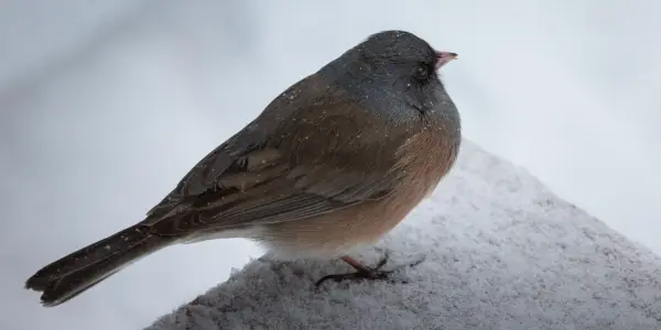 A Finch during a snow storm in Boulder, CO.