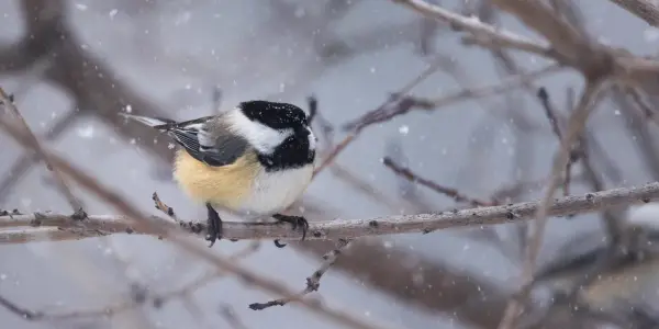 A Golden-crowned Kinglet holding onto a branch during a freak snow storm in Boulder, CO.