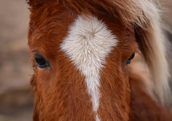 A horse on the coast of iceland.