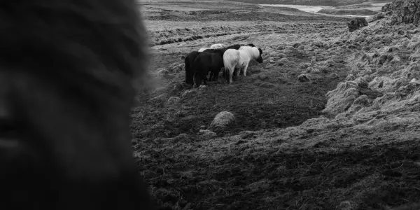 A group of fuzzy horses on the coast of iceland. Surrounded by the barren landscape.