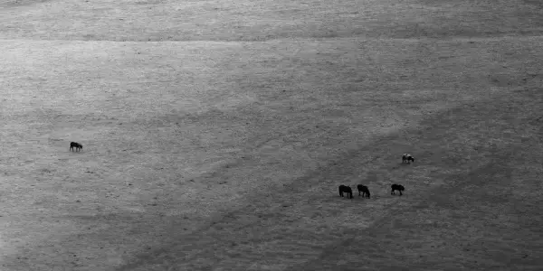Lonely Horse. :(